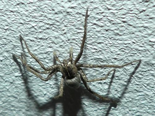 Pisaura mirabilis
